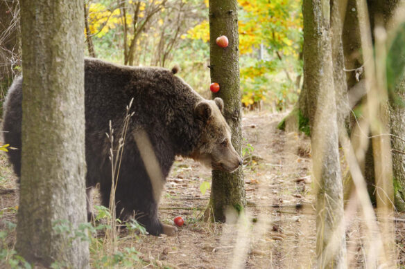 Bärin Brumca auf der Suche nach Futter