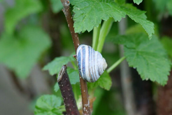 Eine Schnecke auf einer Pflanze