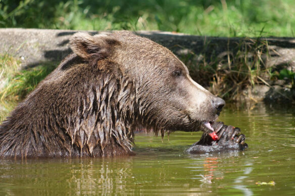Bär Erich isst Futter im Teich