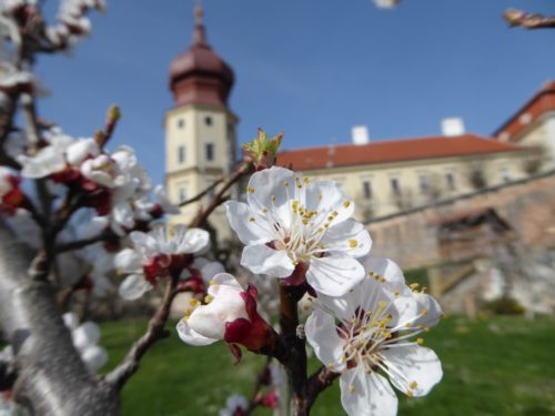 Blüte im Göttweiger Marillengarten.