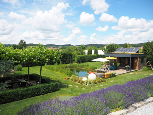 Lavendel blüht im Sommergarten