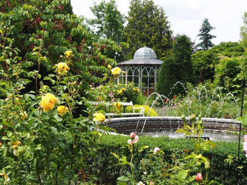 Rosenblüte im Rosengarten