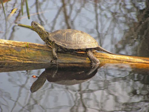 Europäische Sumpfschildkröte