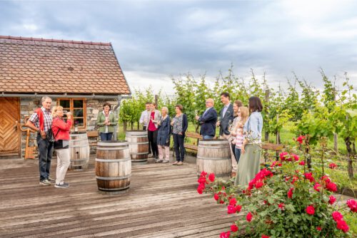 Wein erleben - direkt im Weingarten in der Sandgrube 13