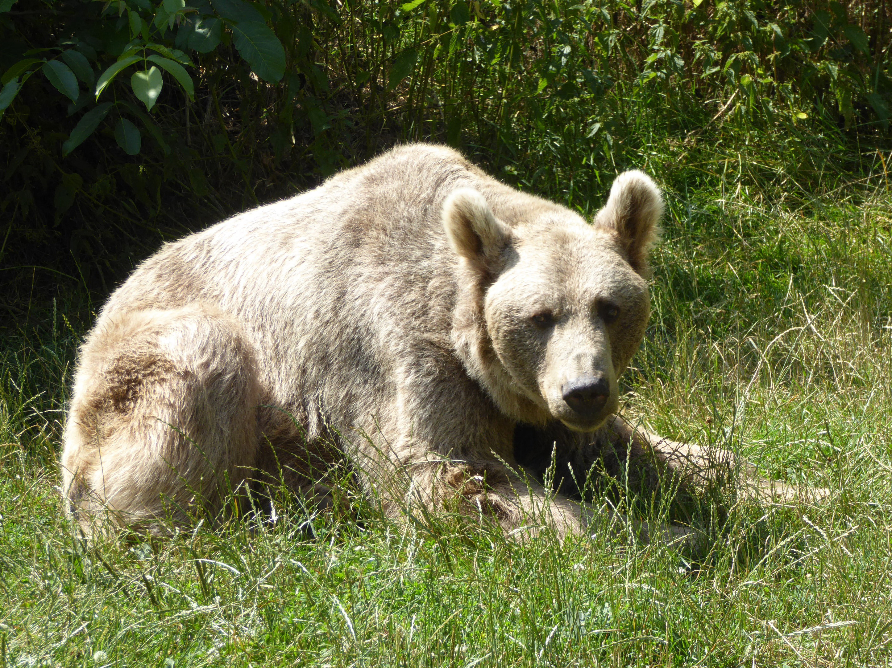 Bär im Bärenwald Arbesbach