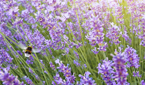 Kräutergarten