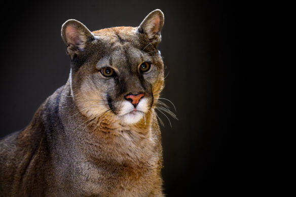 Puma Tierpark Stadt Haag