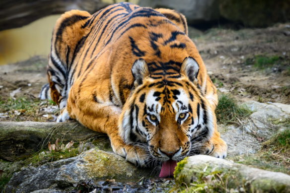 Tierpark Stadt Haag